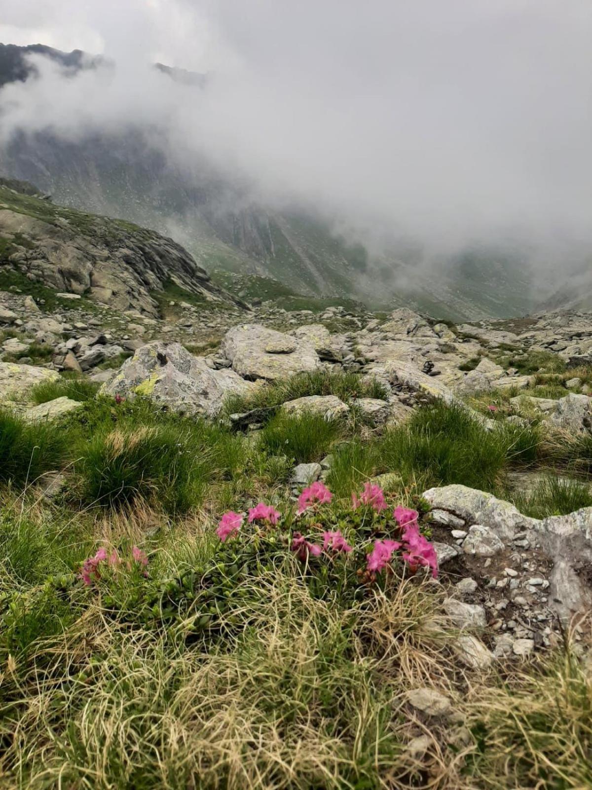 Casa Oaspeti Transfagarasan Leilighet Cîrţişoara Eksteriør bilde